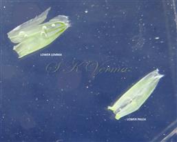 Male floret - Lemma and Palea